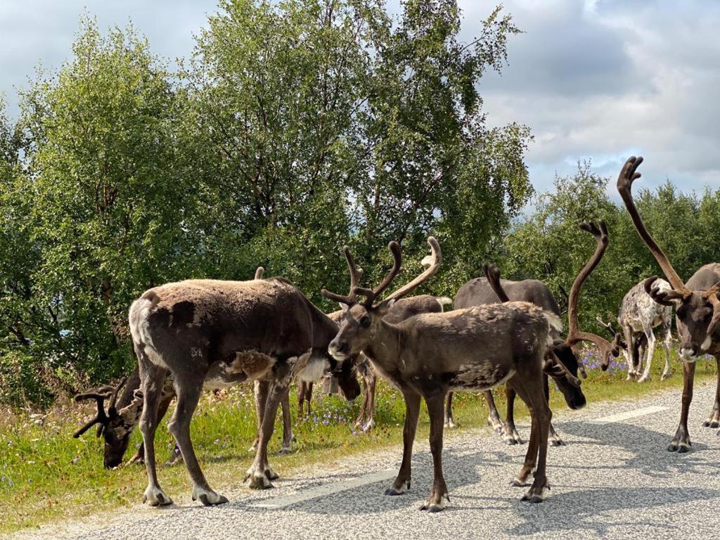 Strandgarden Fjaellnaes Tänndalen Dış mekan fotoğraf